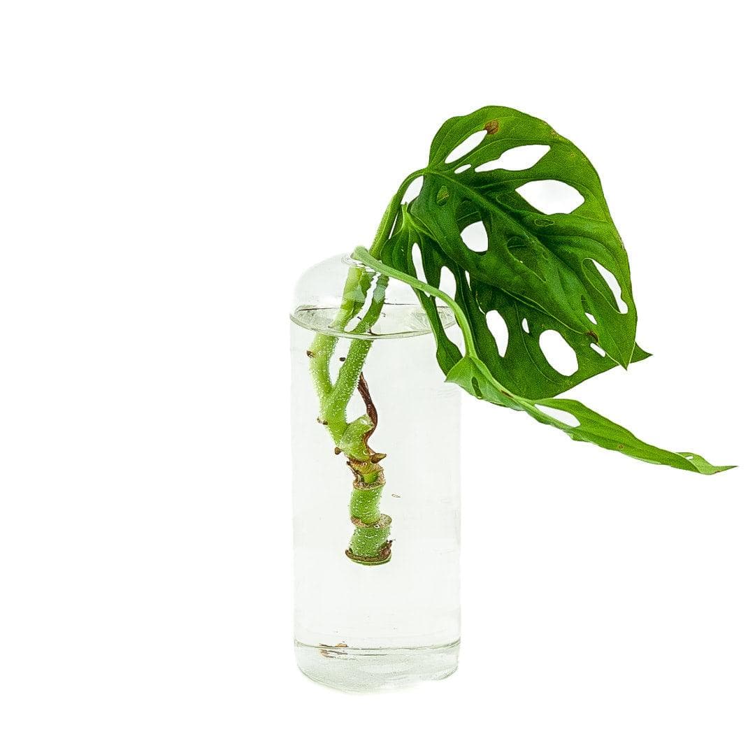 Flask Propagation Vase - Green Fresh Florals + Plants