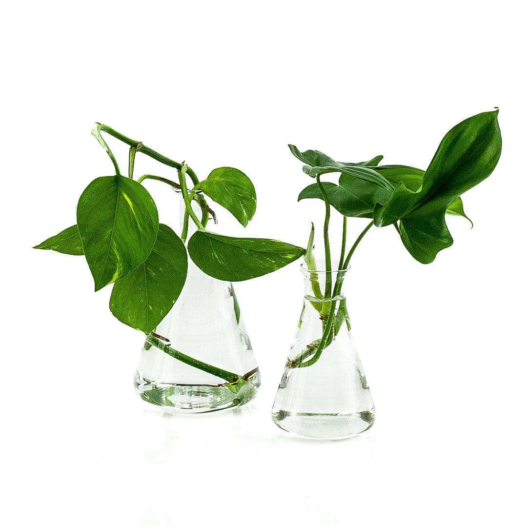 Flask Propagation Vase - Green Fresh Florals + Plants