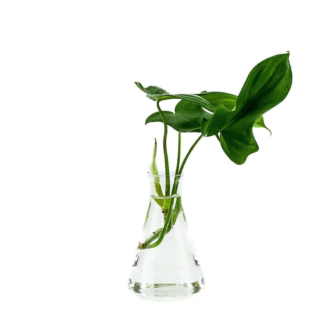 Flask Propagation Vase - Green Fresh Florals + Plants