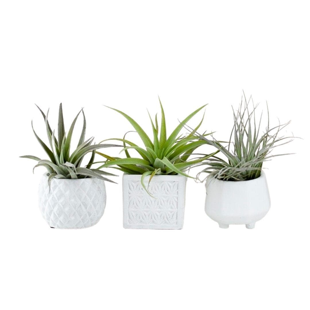 Geometric Air Plant Trio - Green Fresh Florals + Plants