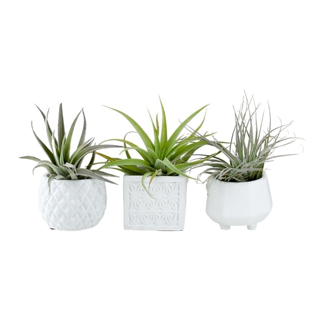 Geometric Air Plant Trio - Green Fresh Florals + Plants