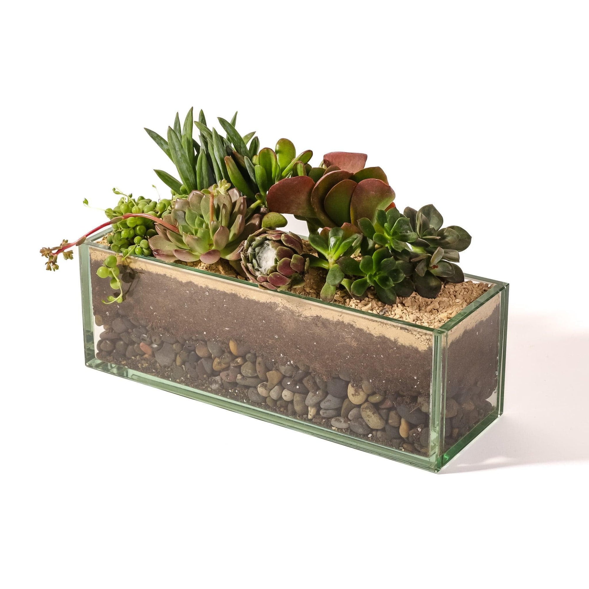 Glasshaus Succulent Planting - Green Fresh Florals + Plants