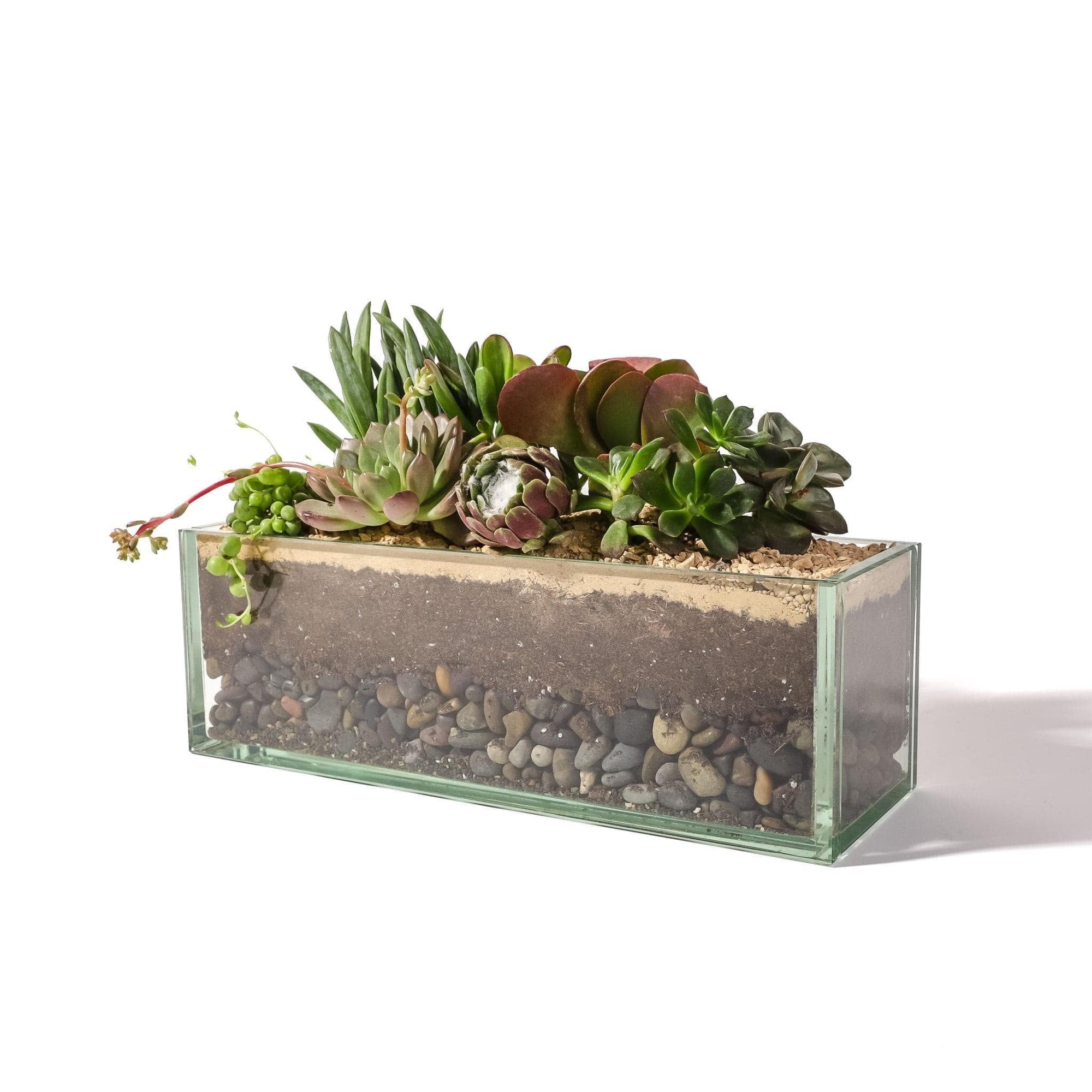 Glasshaus Succulent Planting - Green Fresh Florals + Plants