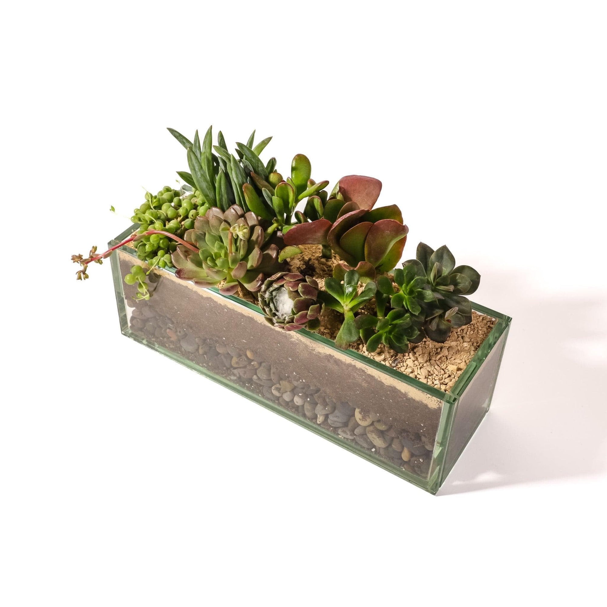 Glasshaus Succulent Planting - Green Fresh Florals + Plants