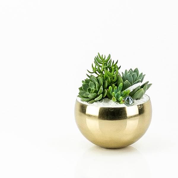 Gold + Crystal Succulent Planting - Green Fresh Florals + Plants