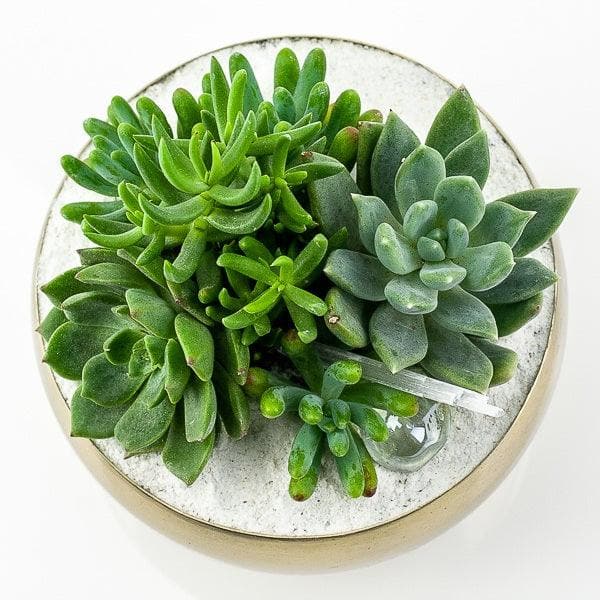 Gold + Crystal Succulent Planting - Green Fresh Florals + Plants