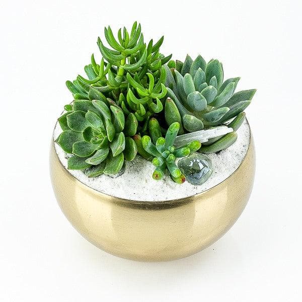 Gold + Crystal Succulent Planting - Green Fresh Florals + Plants