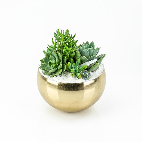 Gold + Crystal Succulent Planting - Green Fresh Florals + Plants