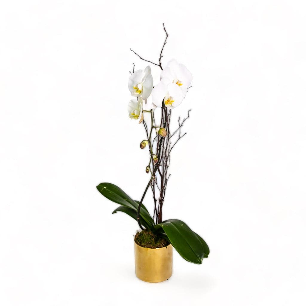 Golden Orchid Planting - Green Fresh Florals + Plants