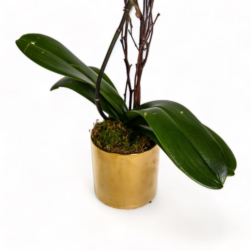 Golden Orchid Planting - Green Fresh Florals + Plants