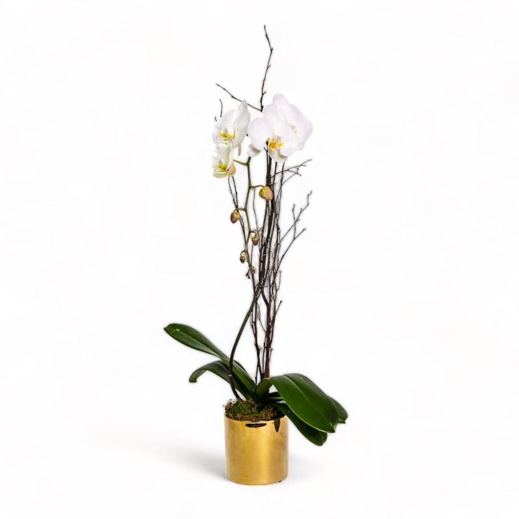 Golden Orchid Planting - Green Fresh Florals + Plants