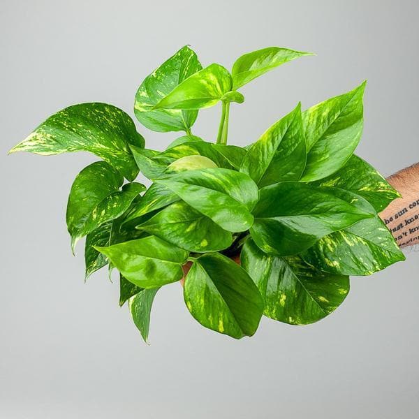 Golden Pothos - Green Fresh Florals + Plants