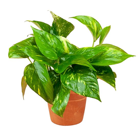 Golden Pothos - Green Fresh Florals + Plants