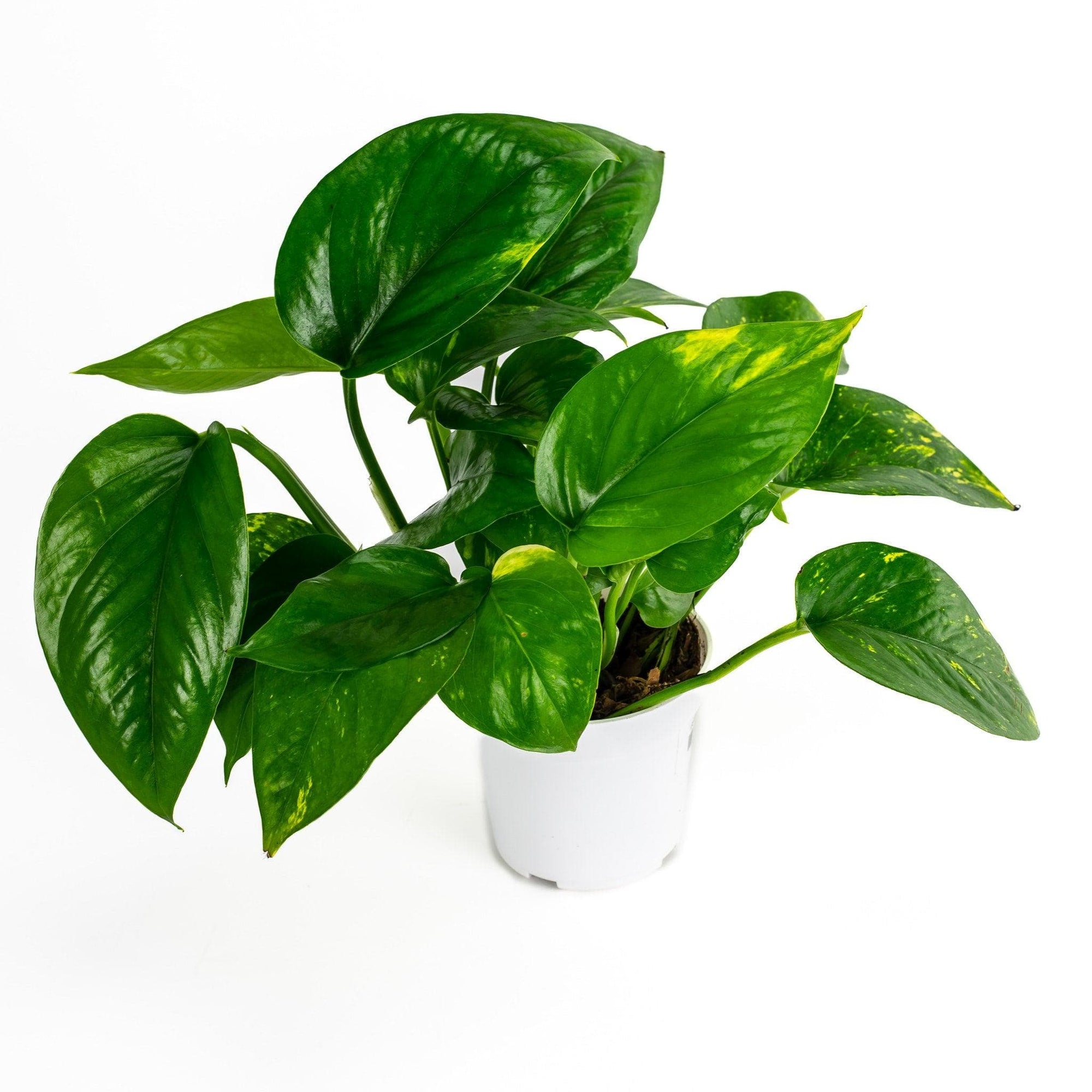 Golden Pothos - Green Fresh Florals + Plants