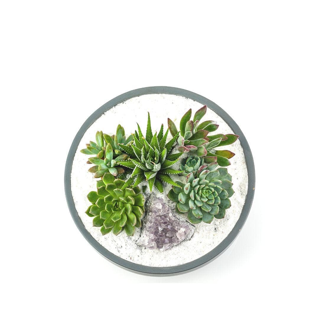 Granite Crystal Succulent Garden - Green Fresh Florals + Plants