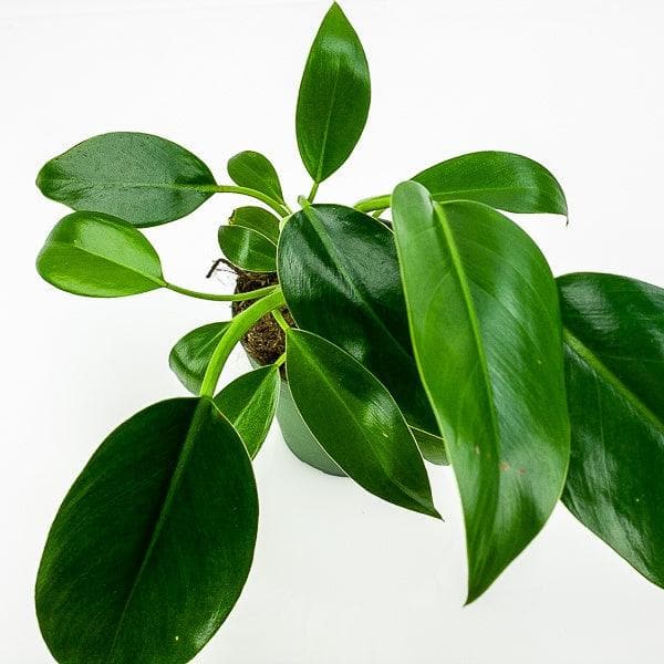 Green Congo Philodendron - Green Fresh Florals + Plants