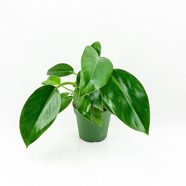 Green Congo Philodendron - Green Fresh Florals + Plants