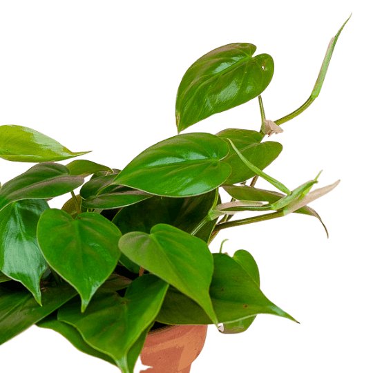 Heart Leaf Philodendron - Green Fresh Florals + Plants