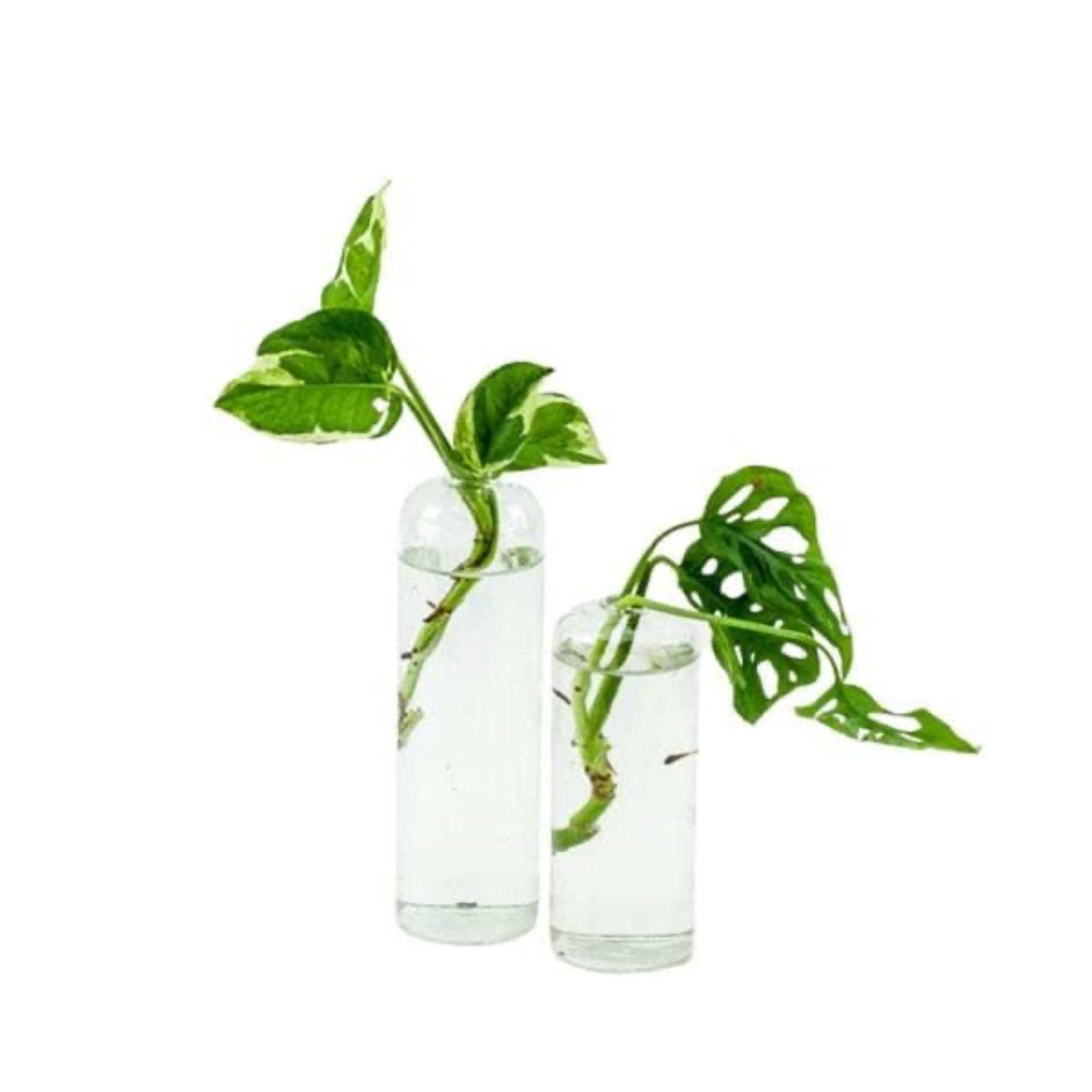 Highball Propagation Vase - Green Fresh Florals + Plants