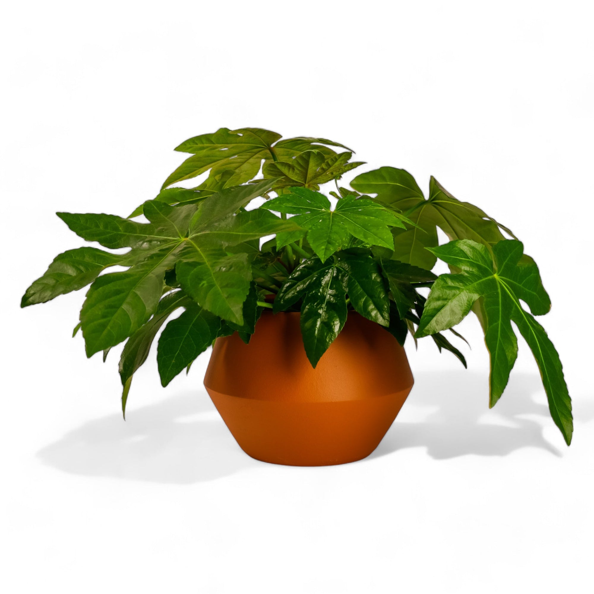 Hydra Pot - Green Fresh Florals + Plants