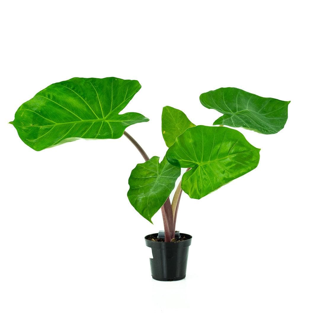 Imperial Red Alocasia - Green Fresh Florals + Plants