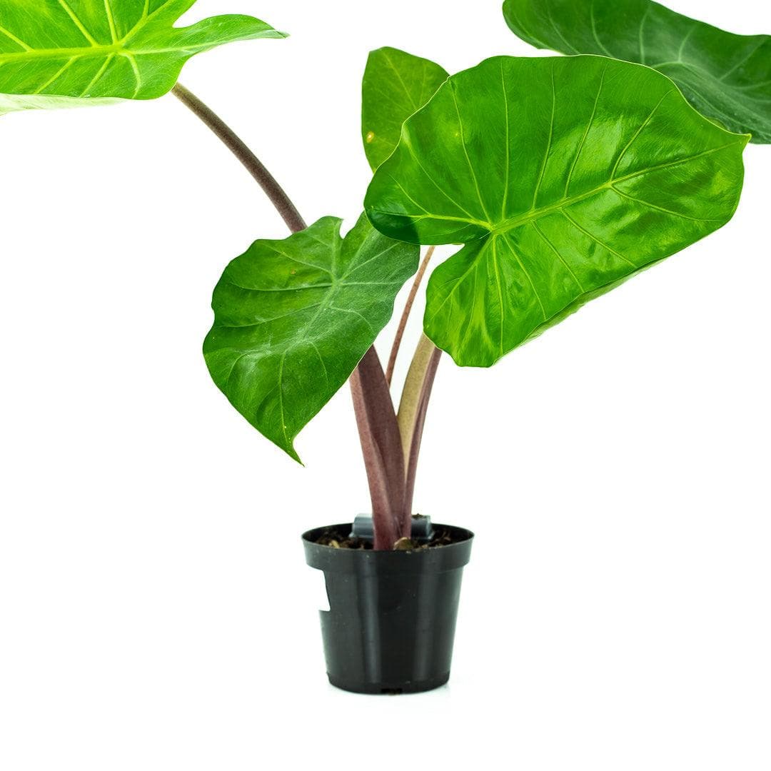 Imperial Red Alocasia - Green Fresh Florals + Plants