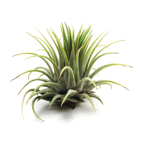 Tillandsia Ionantha (Air Plant) from green fresh florals + Plants