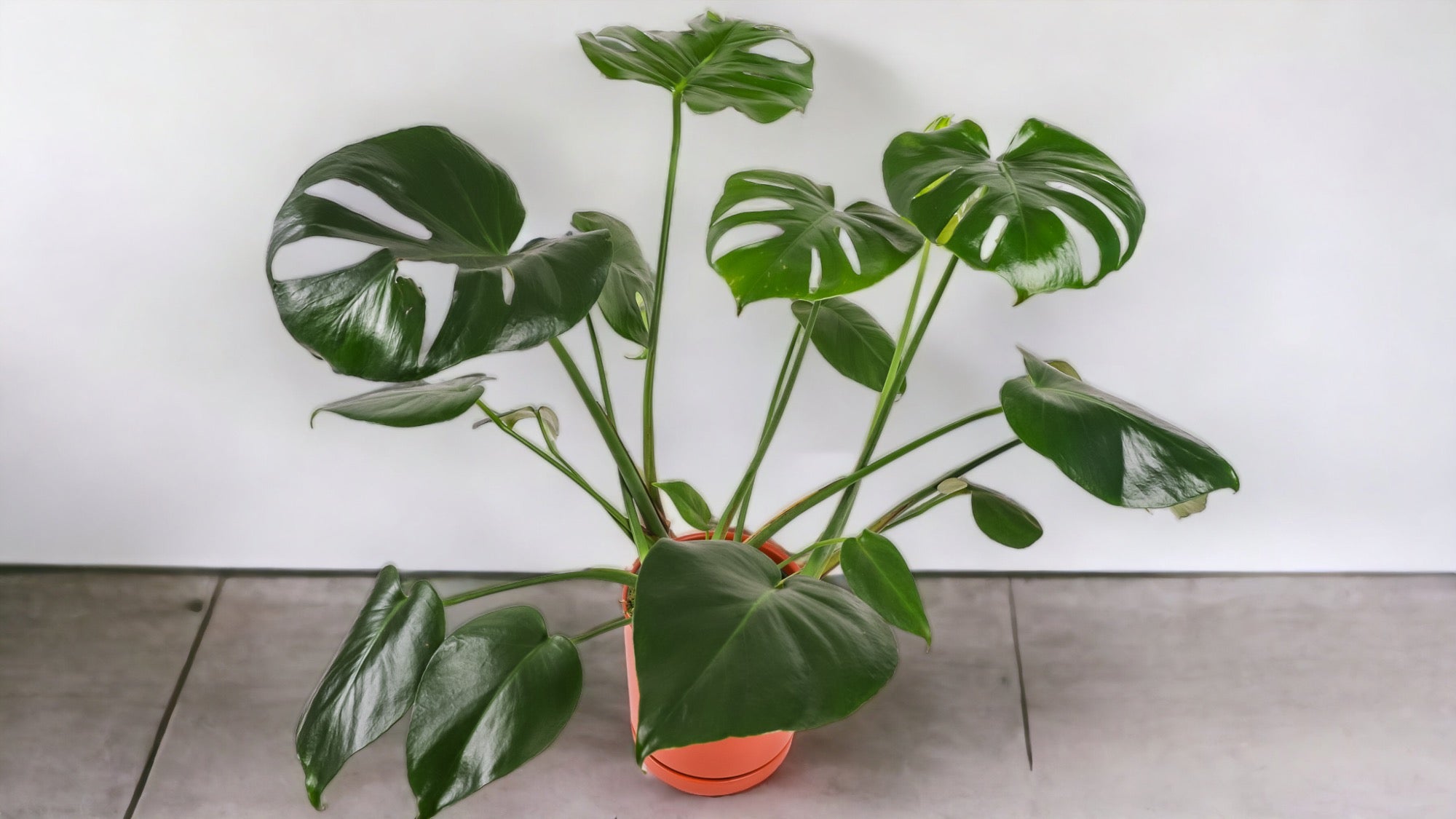 Jungle Elegance: The Majestic Monstera Deliciosa - Green Fresh Florals + Plants