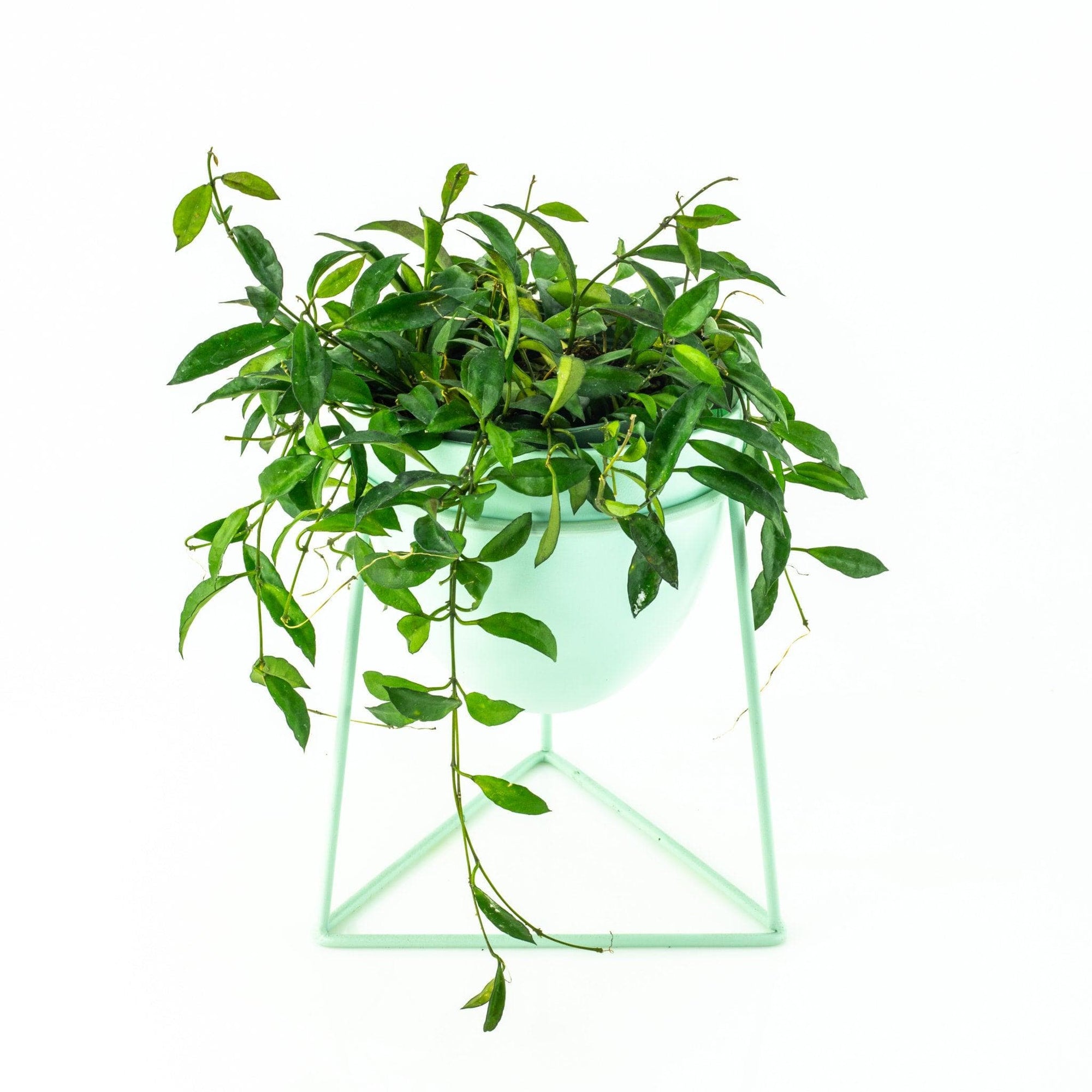 Kelly Plant Stand - Green Fresh Florals + Plants