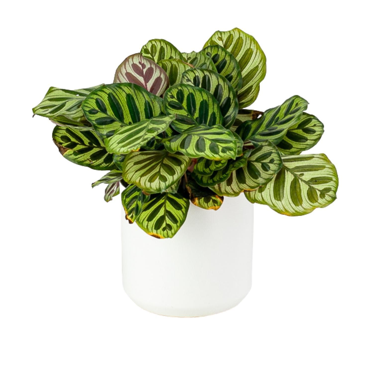 Kendall Ceramic Pot Collection - Green Fresh Florals + Plants