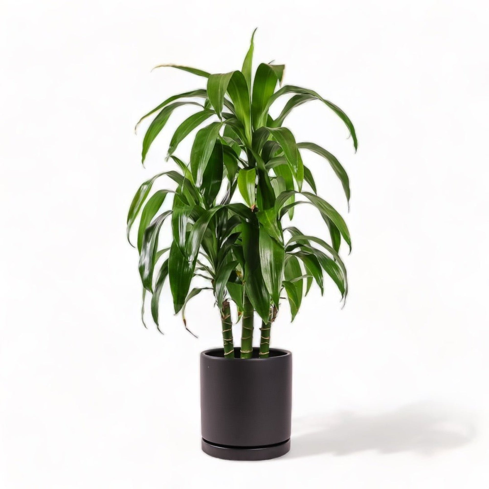 Large Gemstone Potted Dracaena - Green Fresh Florals + Plants