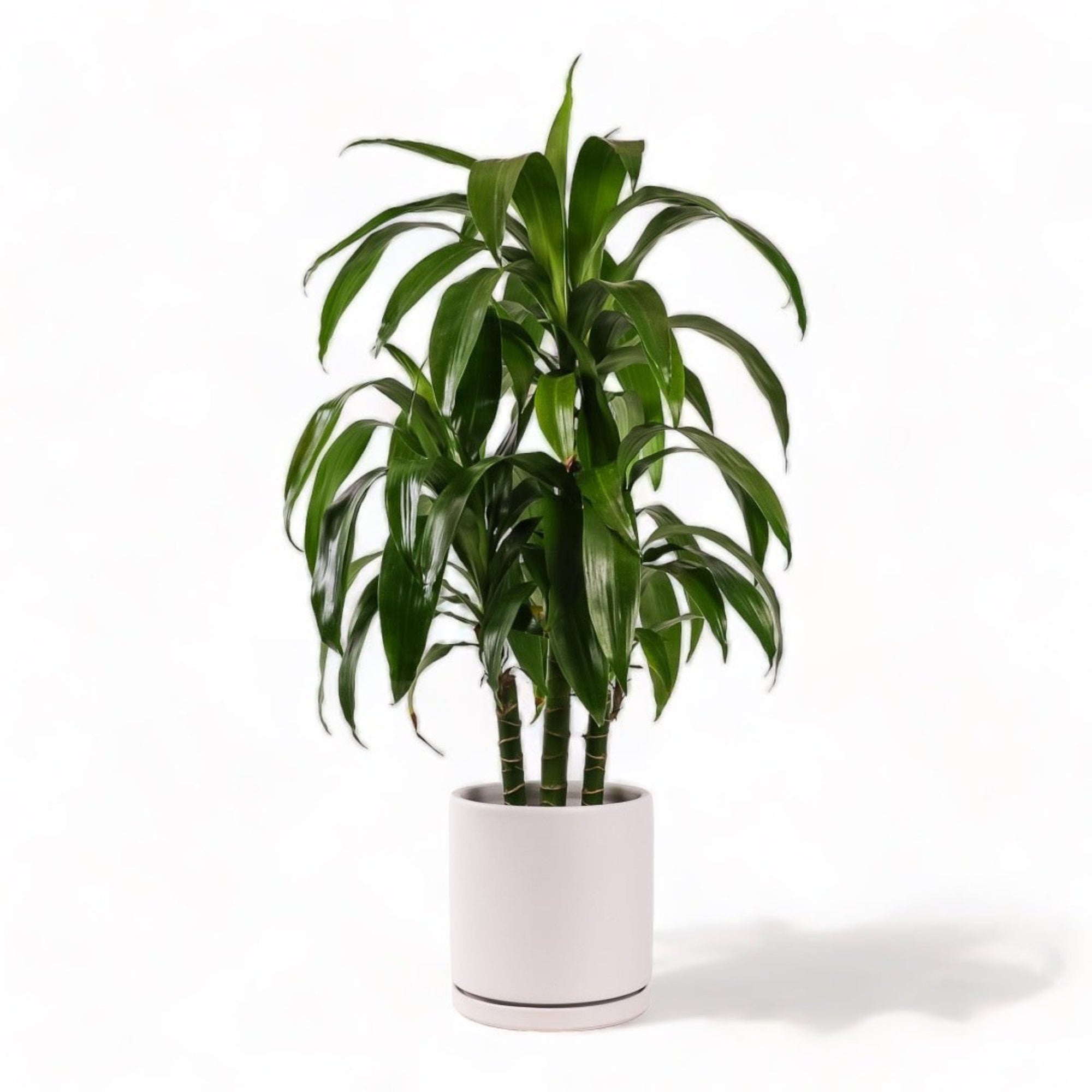 Large Gemstone Potted Dracaena - Green Fresh Florals + Plants