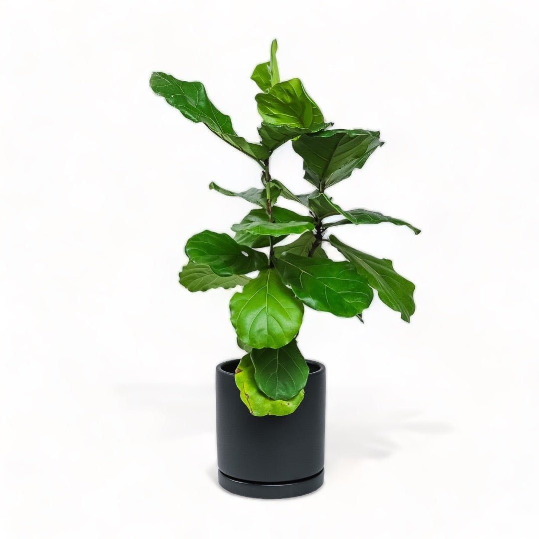 Large Gemstone Potted Fiddle Leaf Fig - Green Fresh Florals + Plants