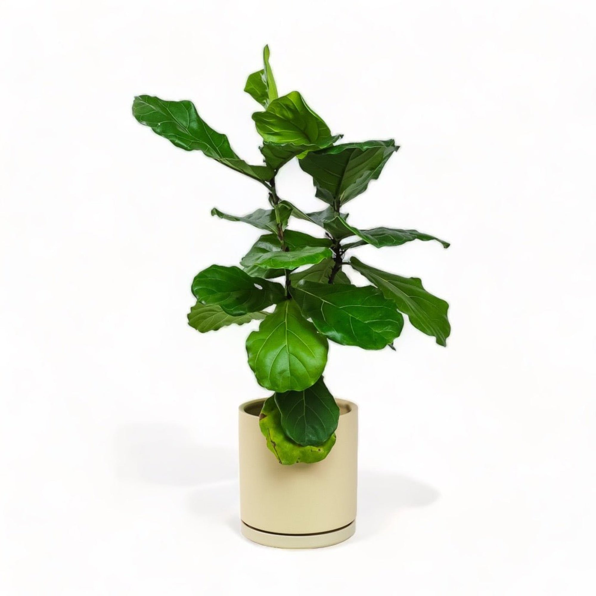 Large Gemstone Potted Fiddle Leaf Fig - Green Fresh Florals + Plants