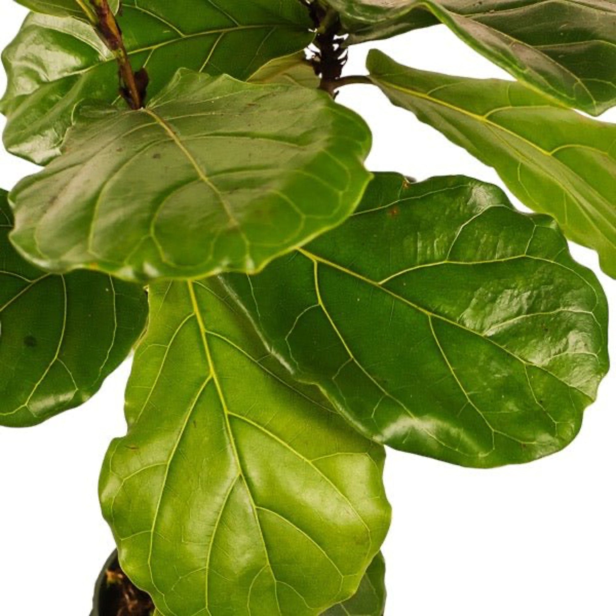 Large Gemstone Potted Fiddle Leaf Fig - Green Fresh Florals + Plants