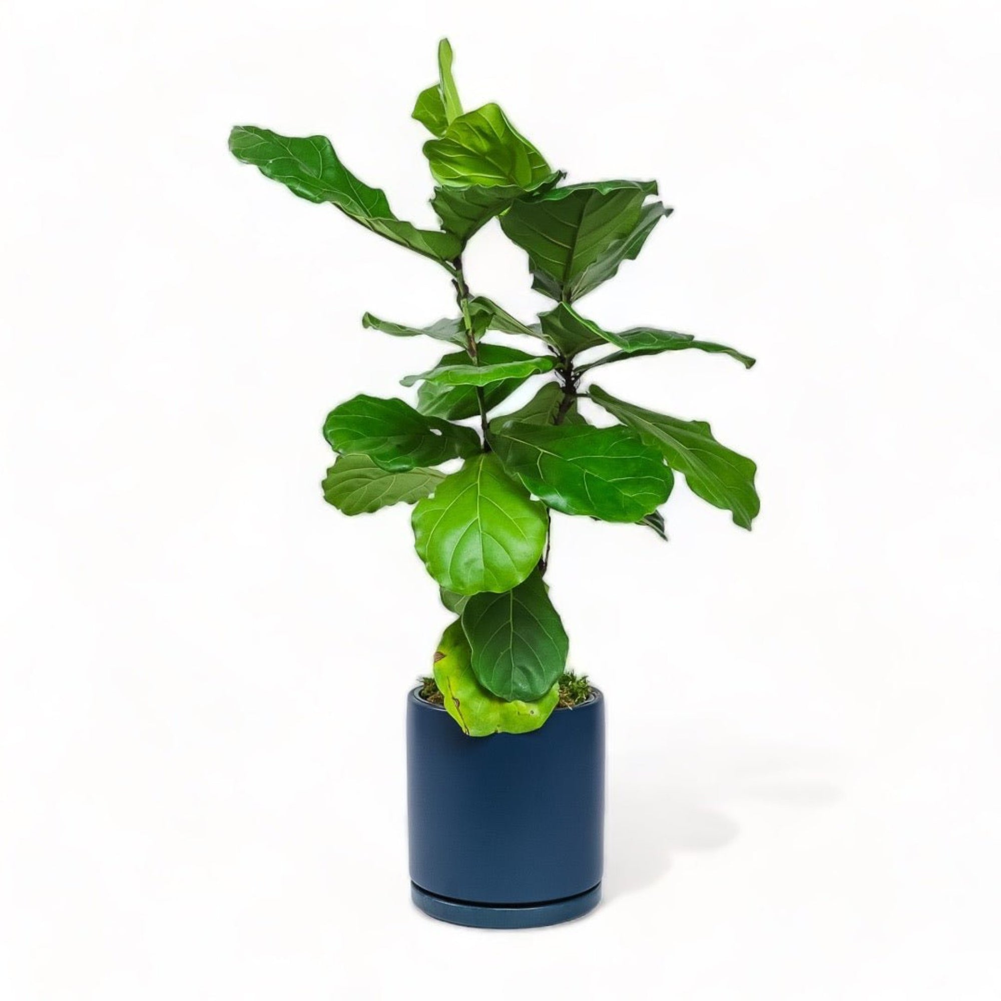 Large Gemstone Potted Fiddle Leaf Fig - Green Fresh Florals + Plants