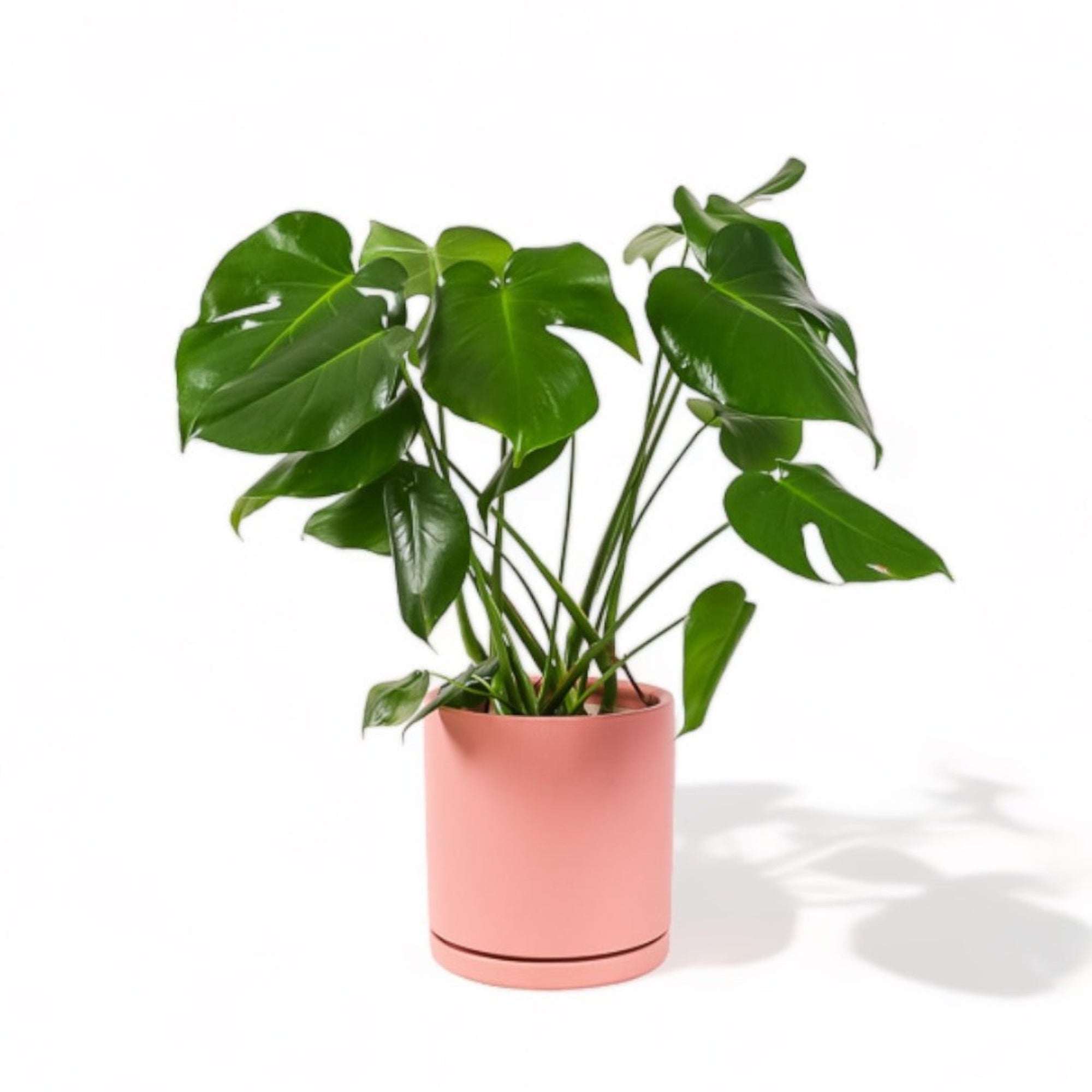 Large Gemstone Potted Monstera Deliciosa - Green Fresh Florals + Plants