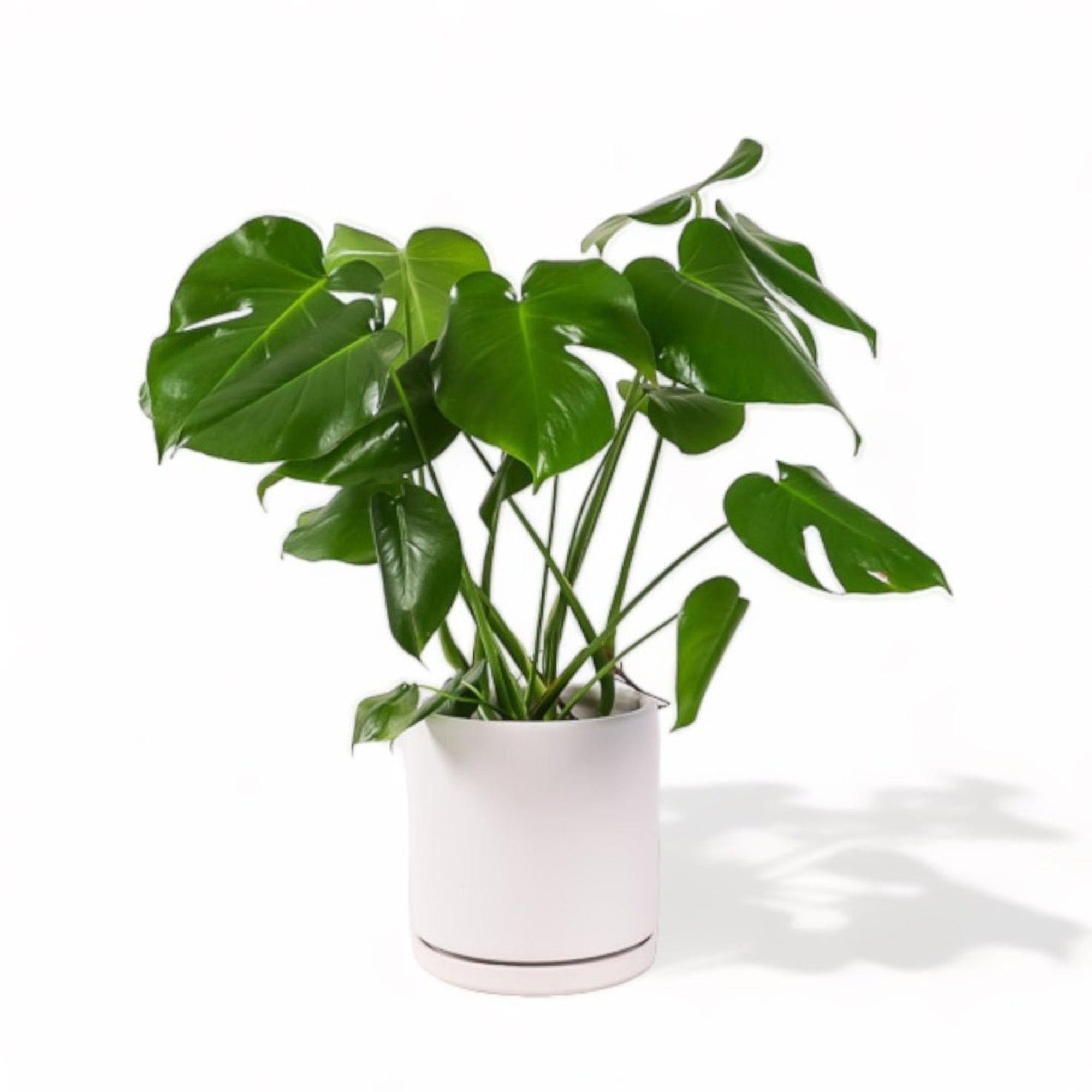 Large Gemstone Potted Monstera Deliciosa - Green Fresh Florals + Plants