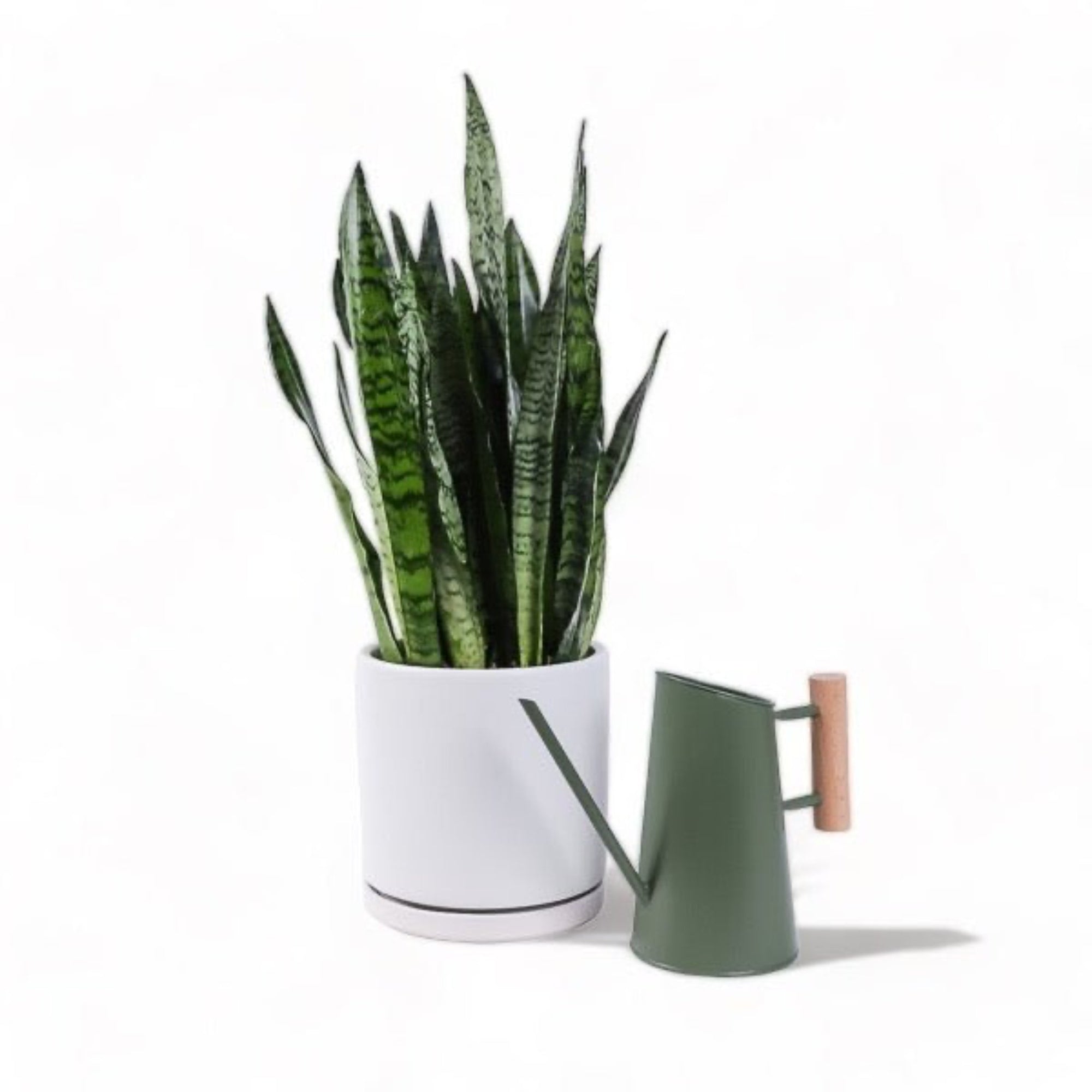 Large Gemstone Potted Snake Plant - Green Fresh Florals + Plants