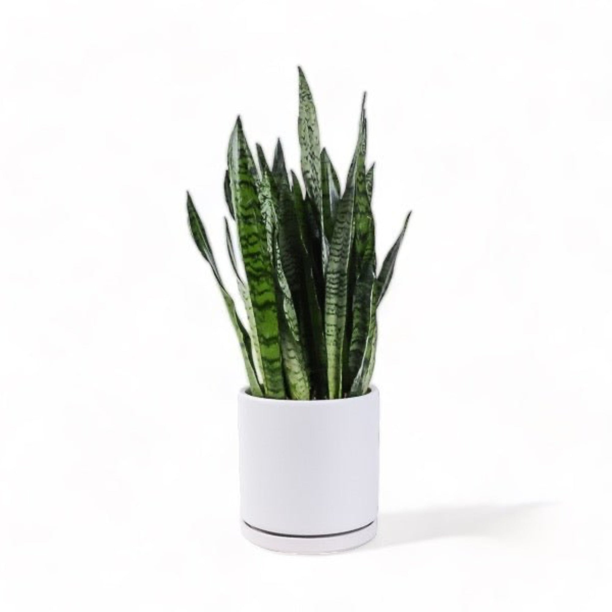 Large Gemstone Potted Snake Plant - Green Fresh Florals + Plants