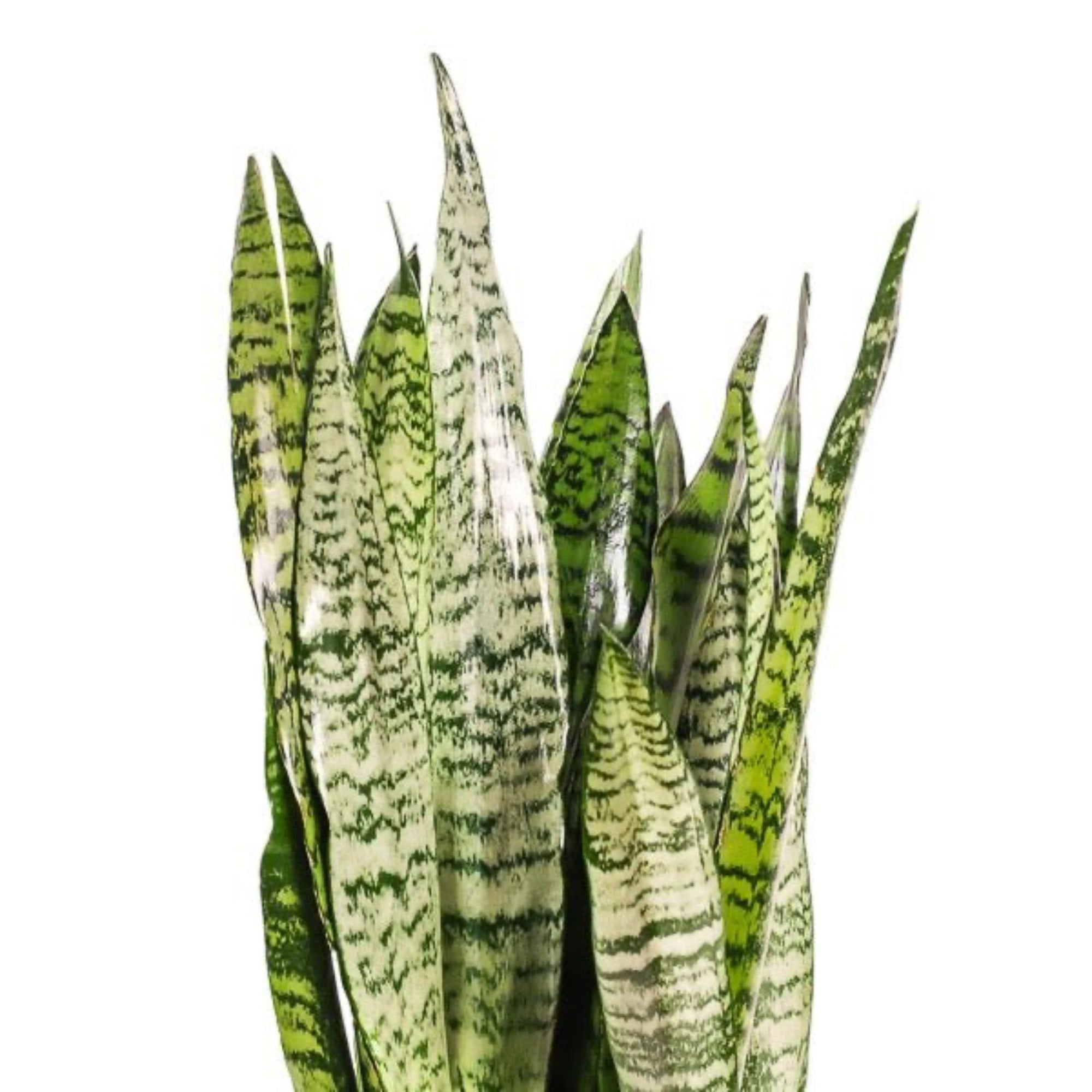 Large Gemstone Potted Snake Plant - Green Fresh Florals + Plants