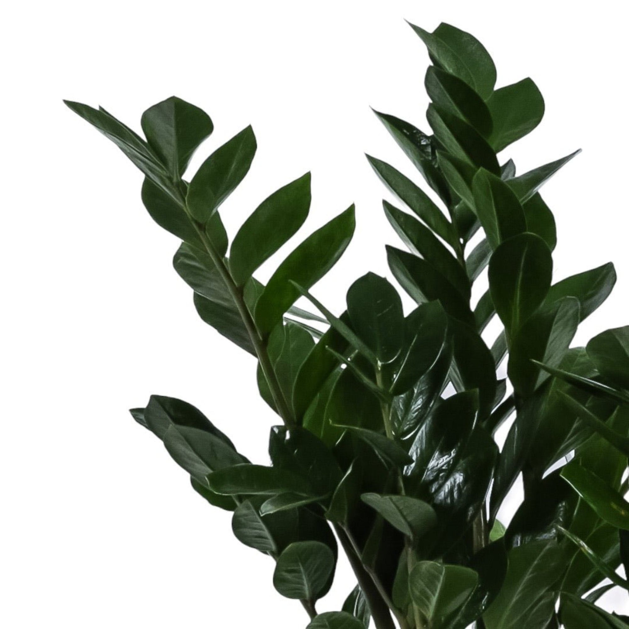 Large Gemstone Potted ZZ Plant - Green Fresh Florals + Plants