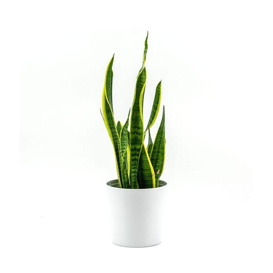 Laurentii Sansevieria Snake Plant - Green Fresh Florals + Plants