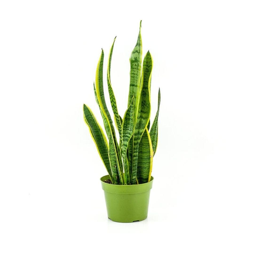 Laurentii Sansevieria Snake Plant - Green Fresh Florals + Plants