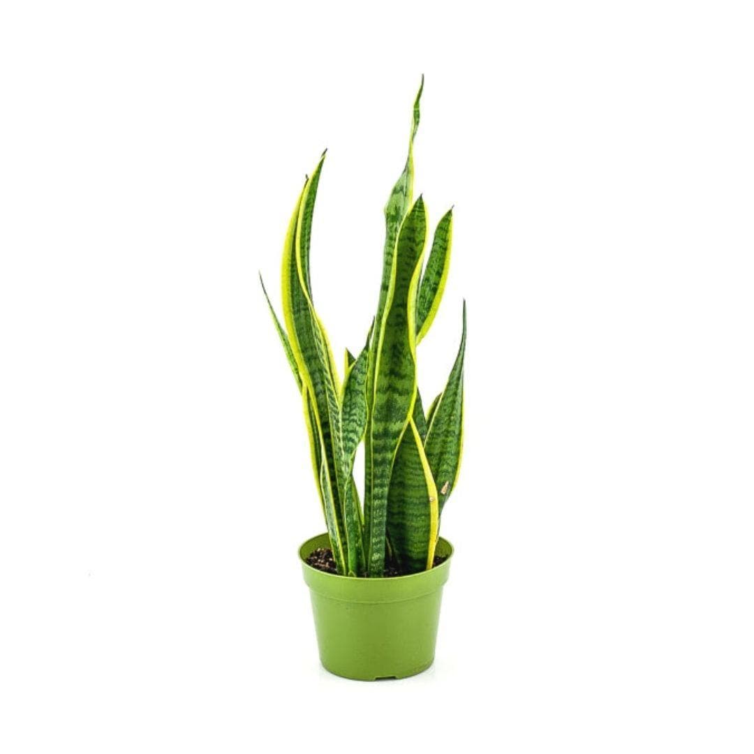 Laurentii Sansevieria Snake Plant - Green Fresh Florals + Plants