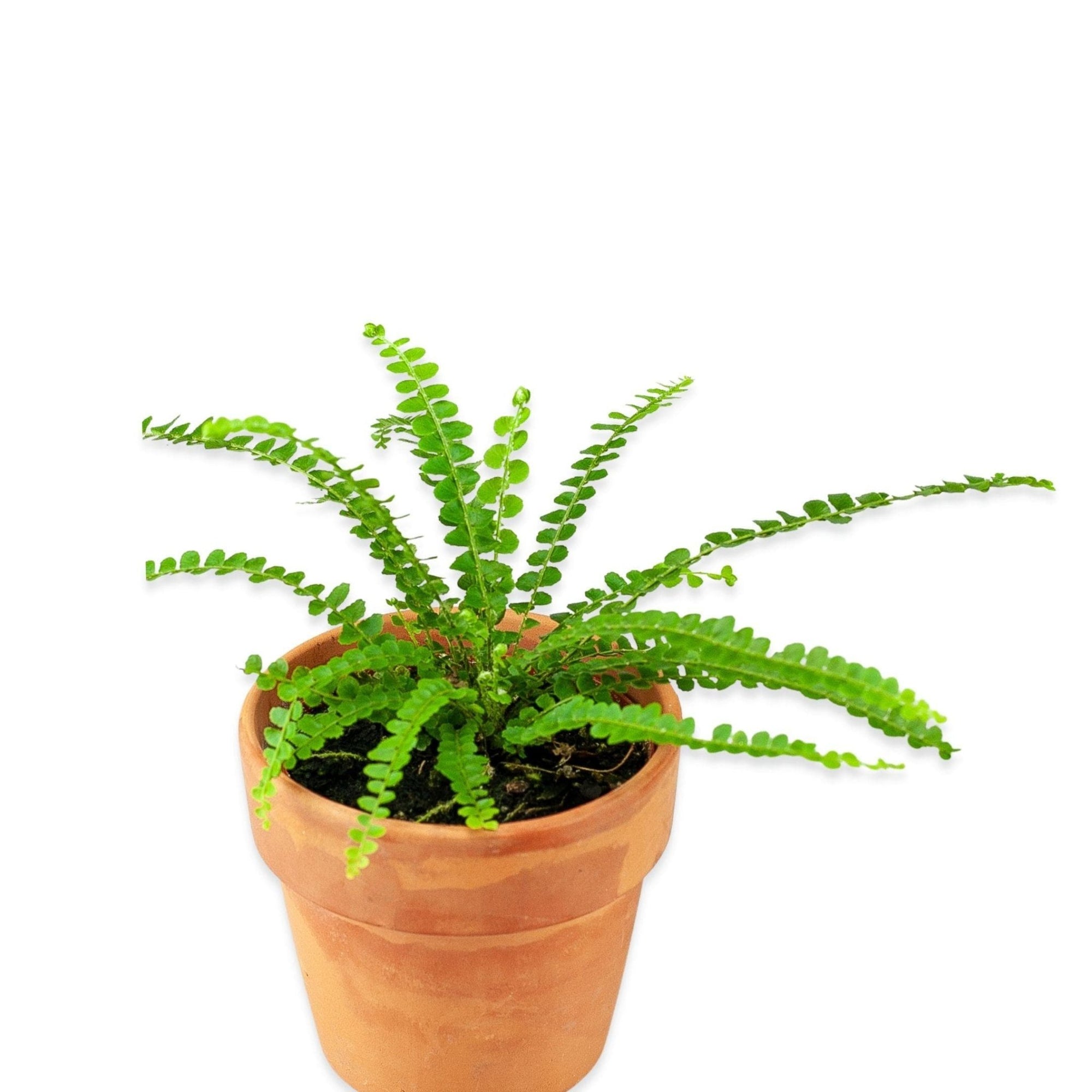 Lemon Button Fern - Green Fresh Florals + Plants