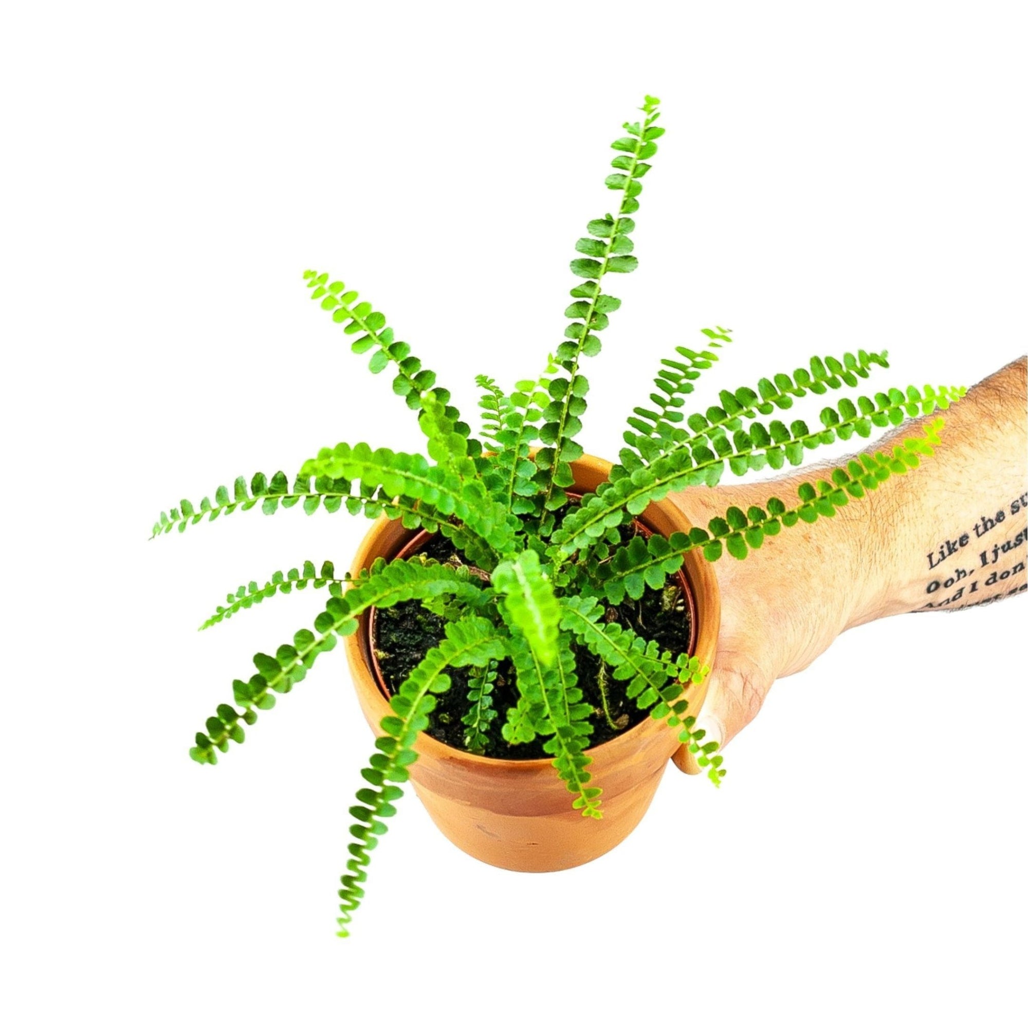 Lemon Button Fern - Green Fresh Florals + Plants