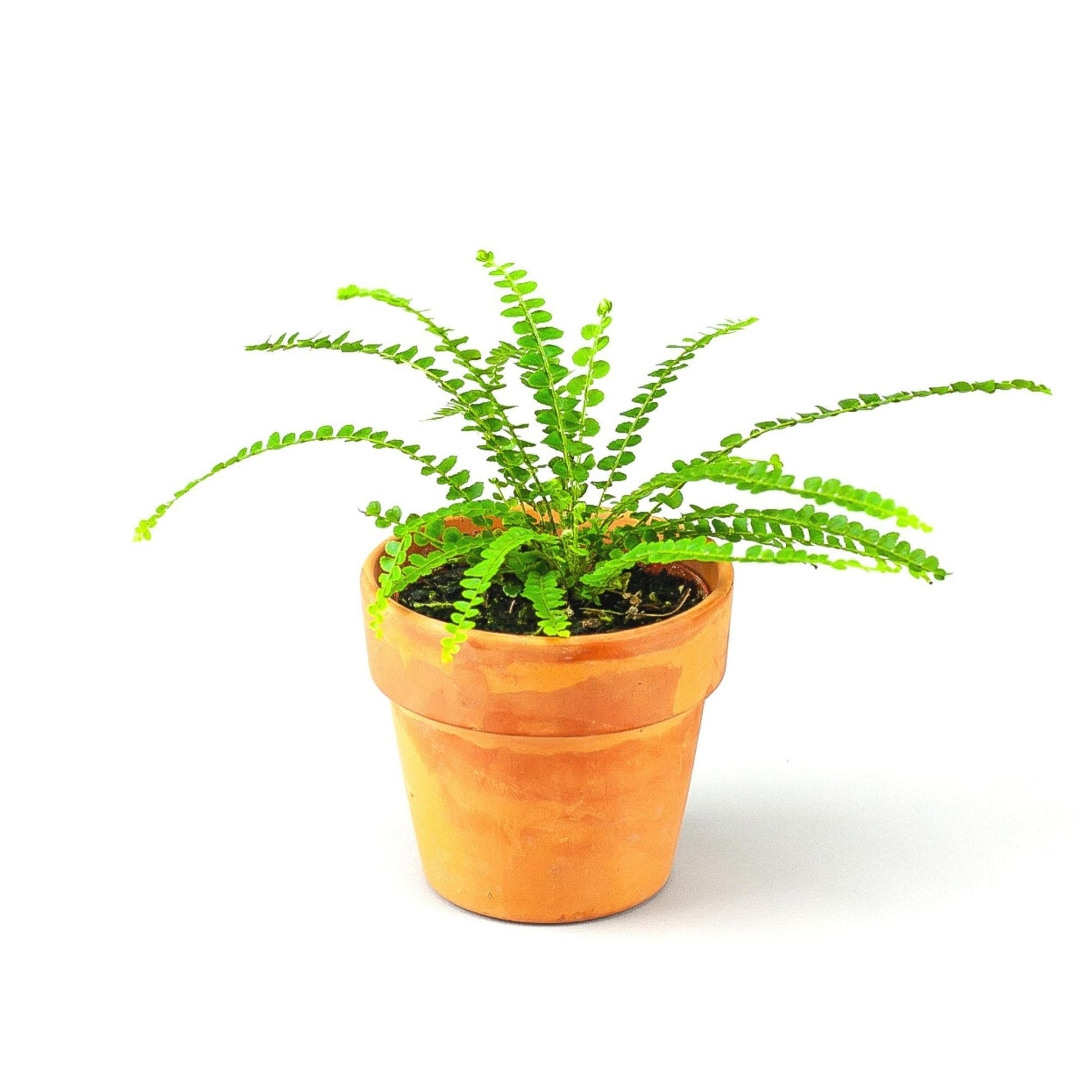 Lemon Button Fern - Green Fresh Florals + Plants