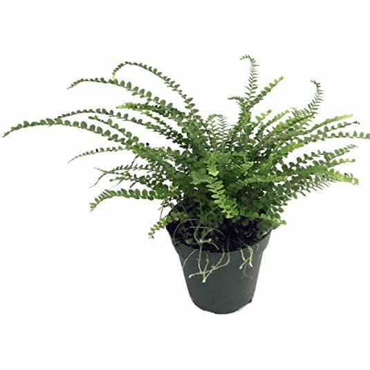 Lemon Button Fern - Green Fresh Florals + Plants