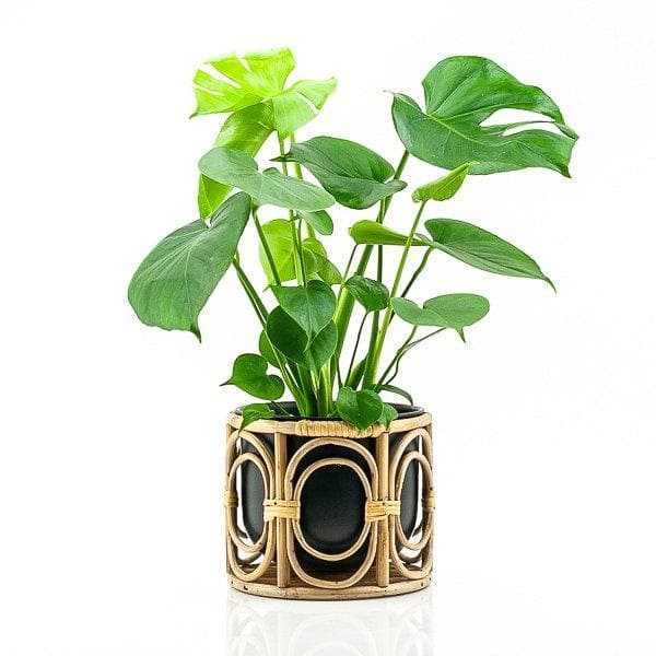 Mediterranean Boca Pot - Green Fresh Florals + Plants